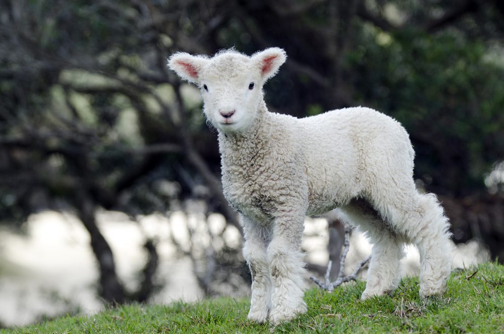 Amore Beds Organic Sheep