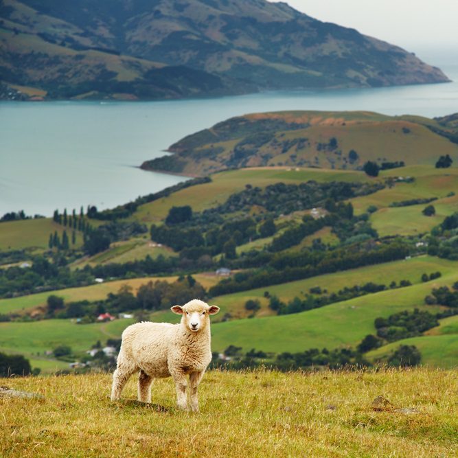 Amore Beds Organic Sheep